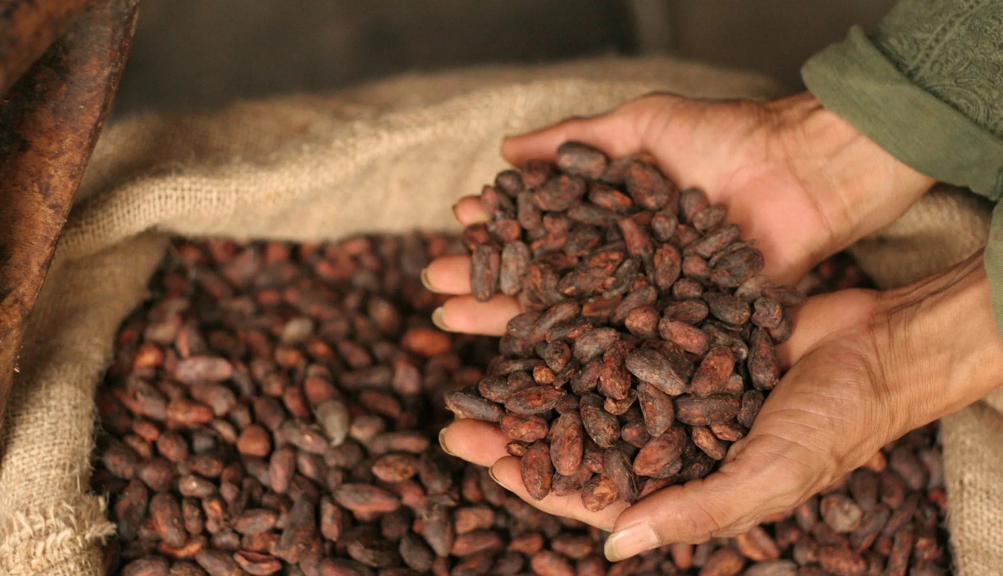 Granos de cacao en proceso de tostado